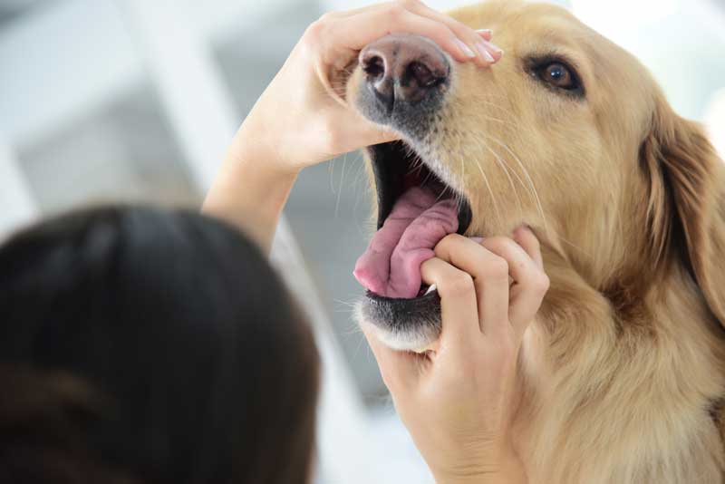 Чистка зубов у животных (собаки, кошки) ультрозвуковом в Волоколамск