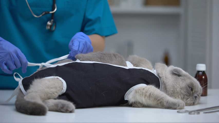 Лапраскопическая стерилизация кошки на дому Волоколамске и Волоколамскому районе Московской области
