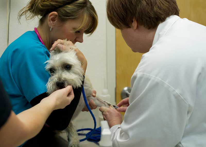 Вакцинация собаки, кошки в городе Волоколамске и Волоколамскому районе Московской области