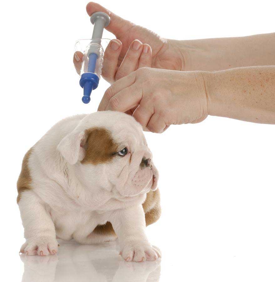 Вакцинировать животное собаку или кошку в городе Волоколамске