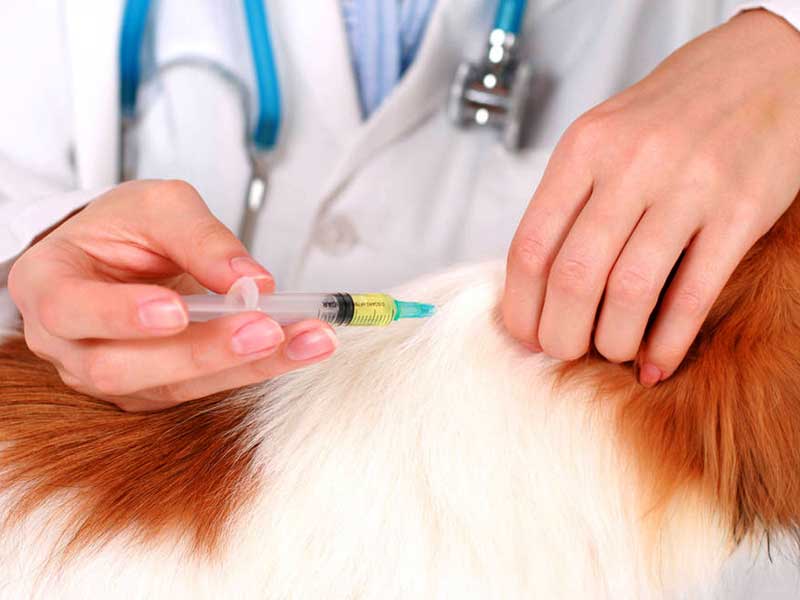 Плановая вакцинация животных (собаки, кошки) Волоколамске и Волоколамскому районе Московской области