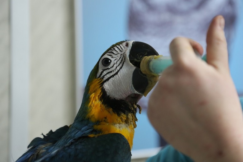 Лечение птиц в городе Волоколамск