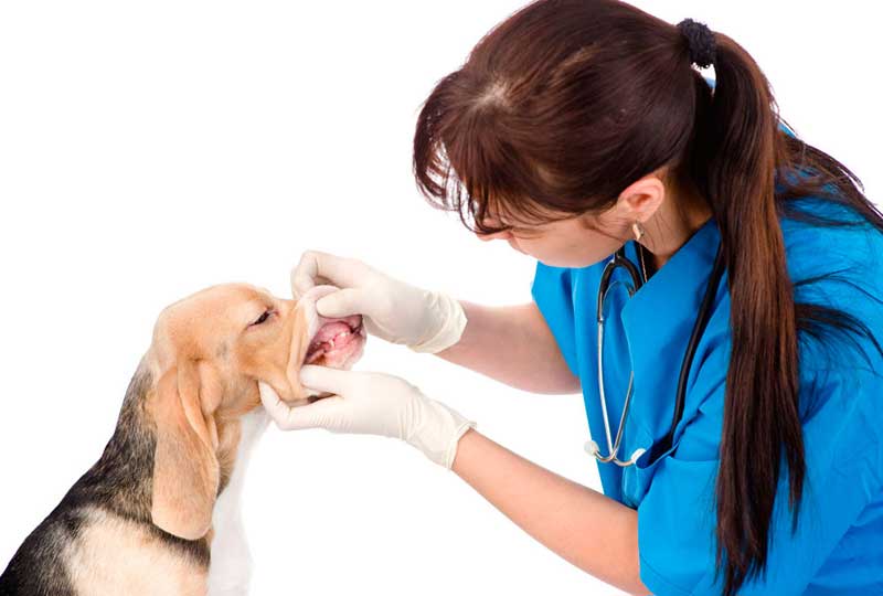 Стоматолог для собаки, кошки в Волоколамск