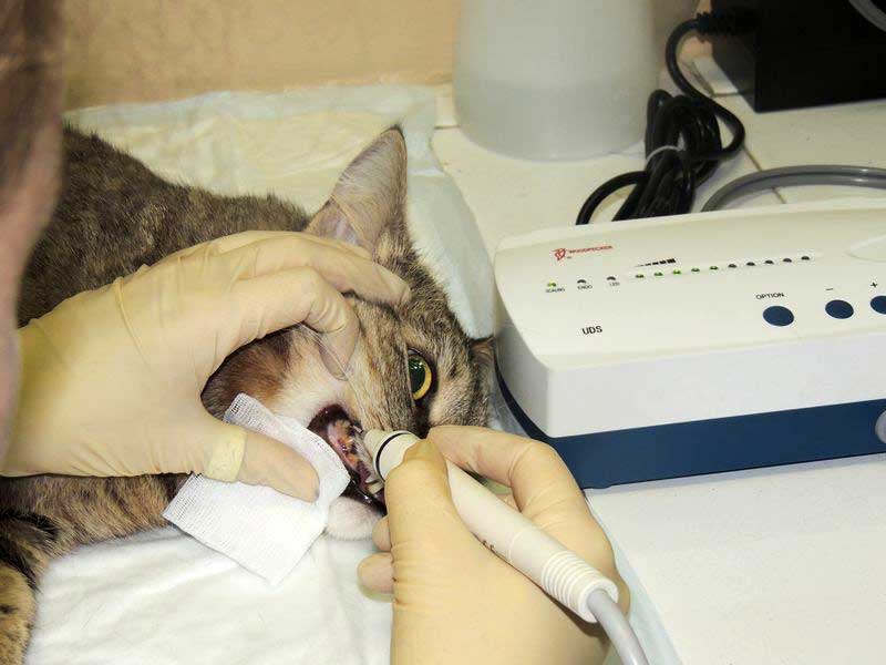 Удаление зубного камня у собак, кошек в городе Волоколамск Московской области