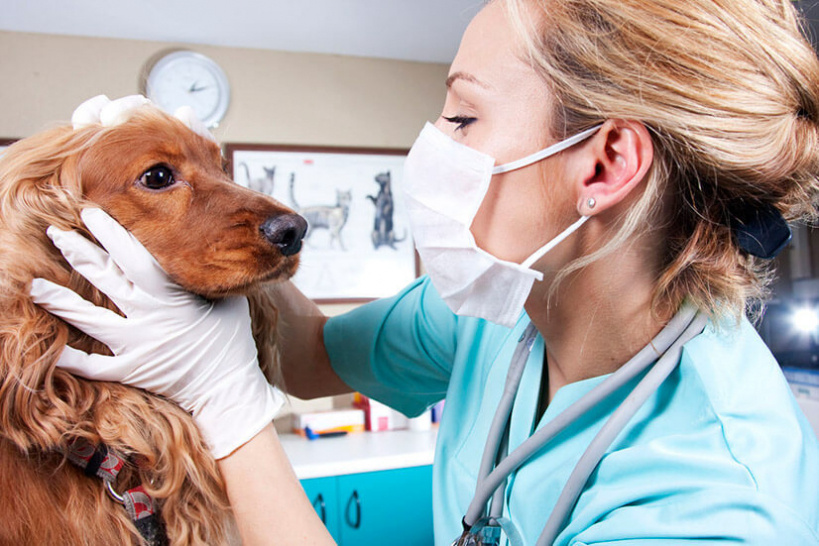 Зубной ветеринар для собаки, кошки на дом в Волоколамске и Волоколамскому районе Московской области