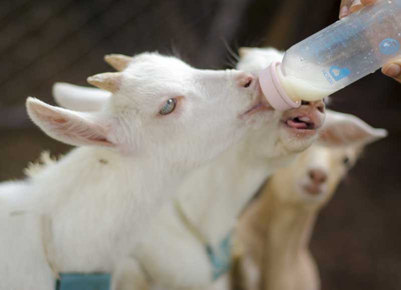 лечение: коз, коров, лошадей, баранов в городе Волоколам и Волоколамском районе.